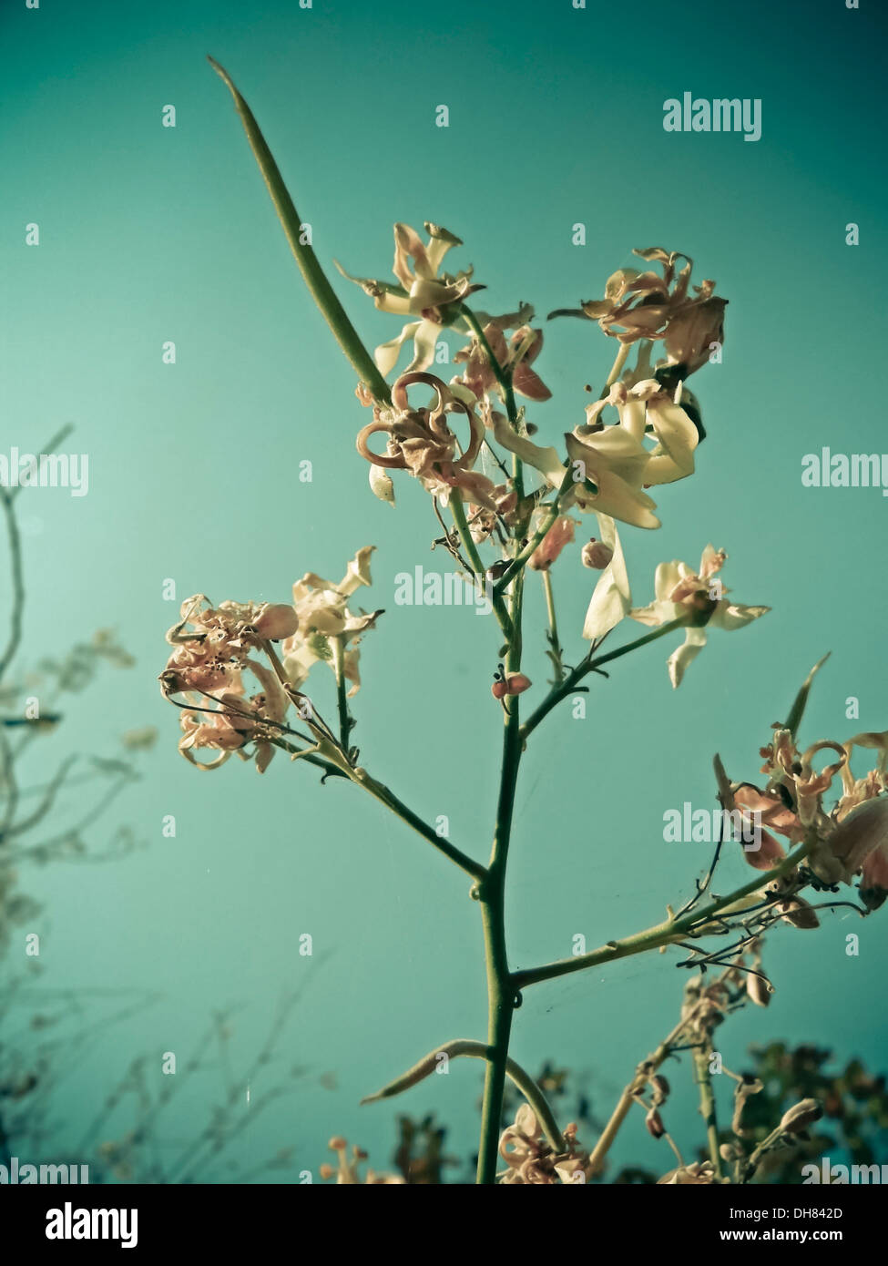 Flowers of Drumstick Tree, Moringa oleifera syn. M. pterygosperma F Moringacea Stock Photo