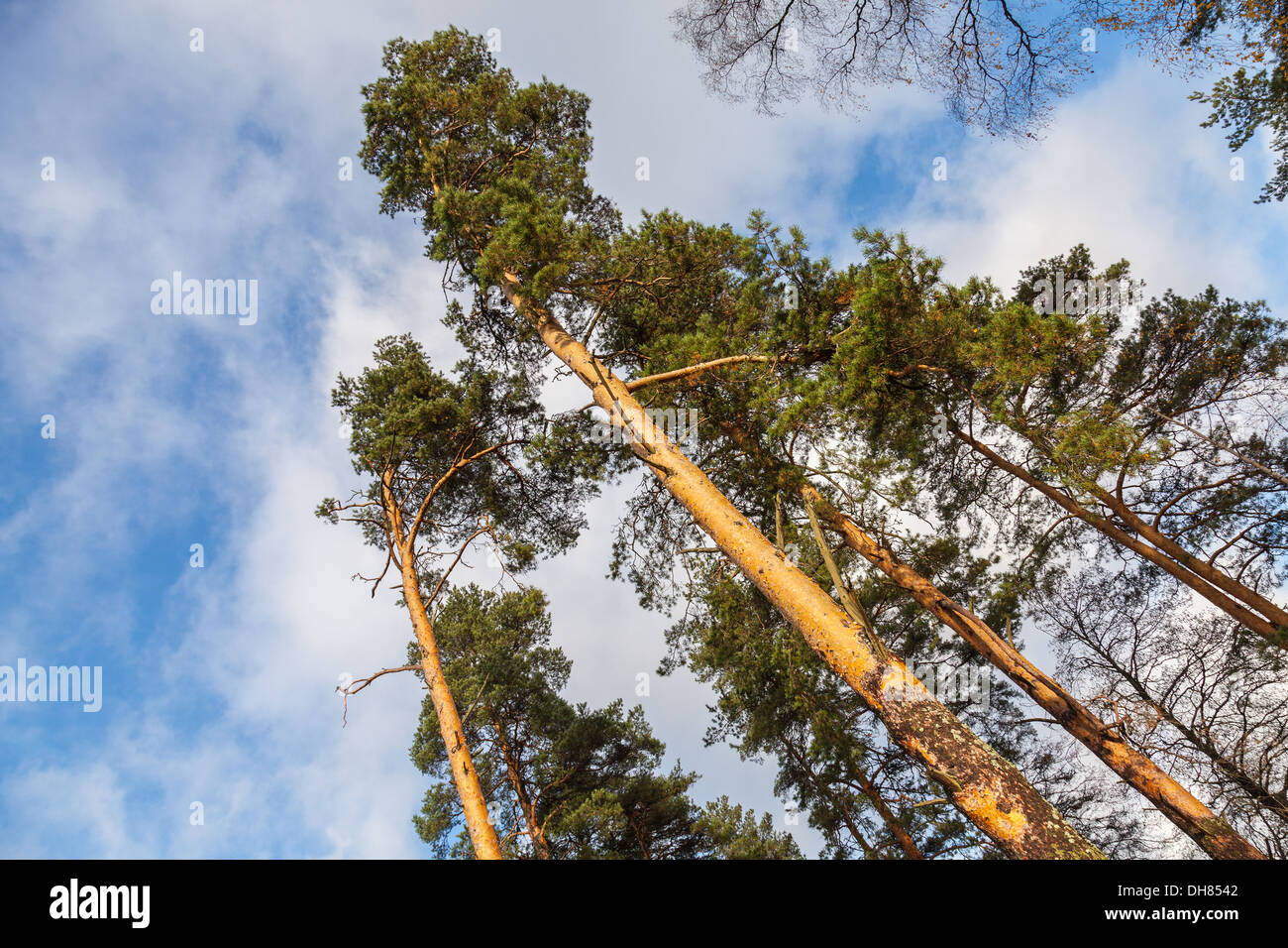Tall wild pine trees above blue sky with clouds Stock Photo