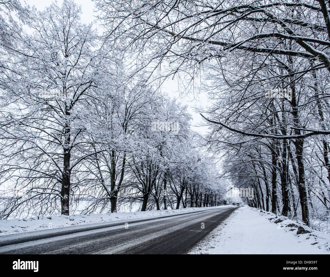 Country snow road. Trees along the road covered with snow. Perspective. Stock Photo