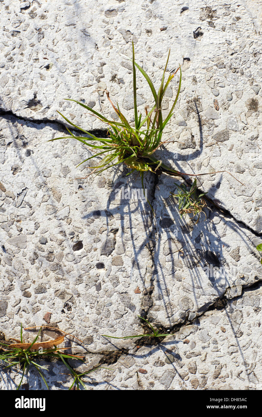 grass growing through the concrete Stock Photo