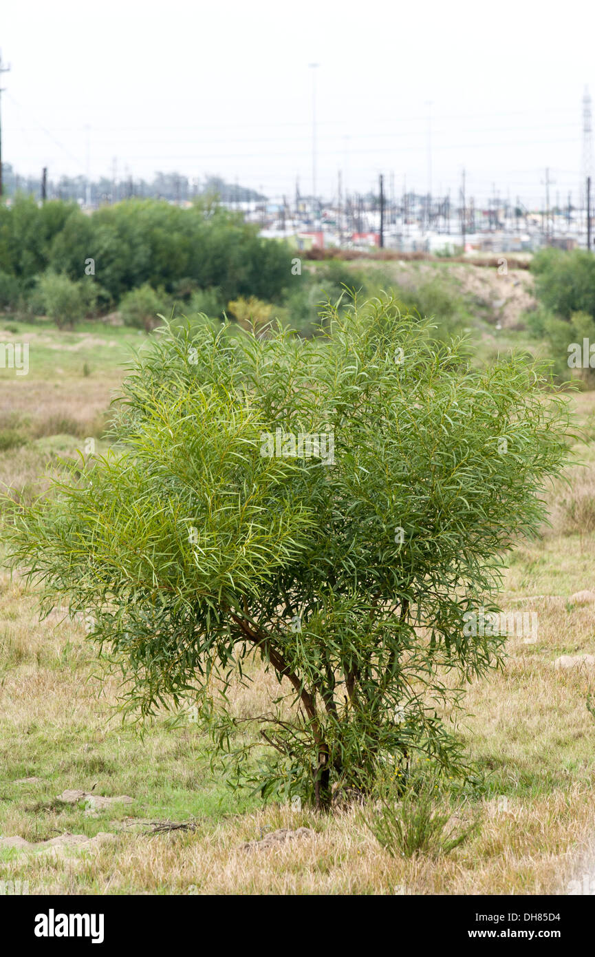 Acacia saligna, a small tree native to Australia, has become an invasive species in Cape Town South Africa Stock Photo
