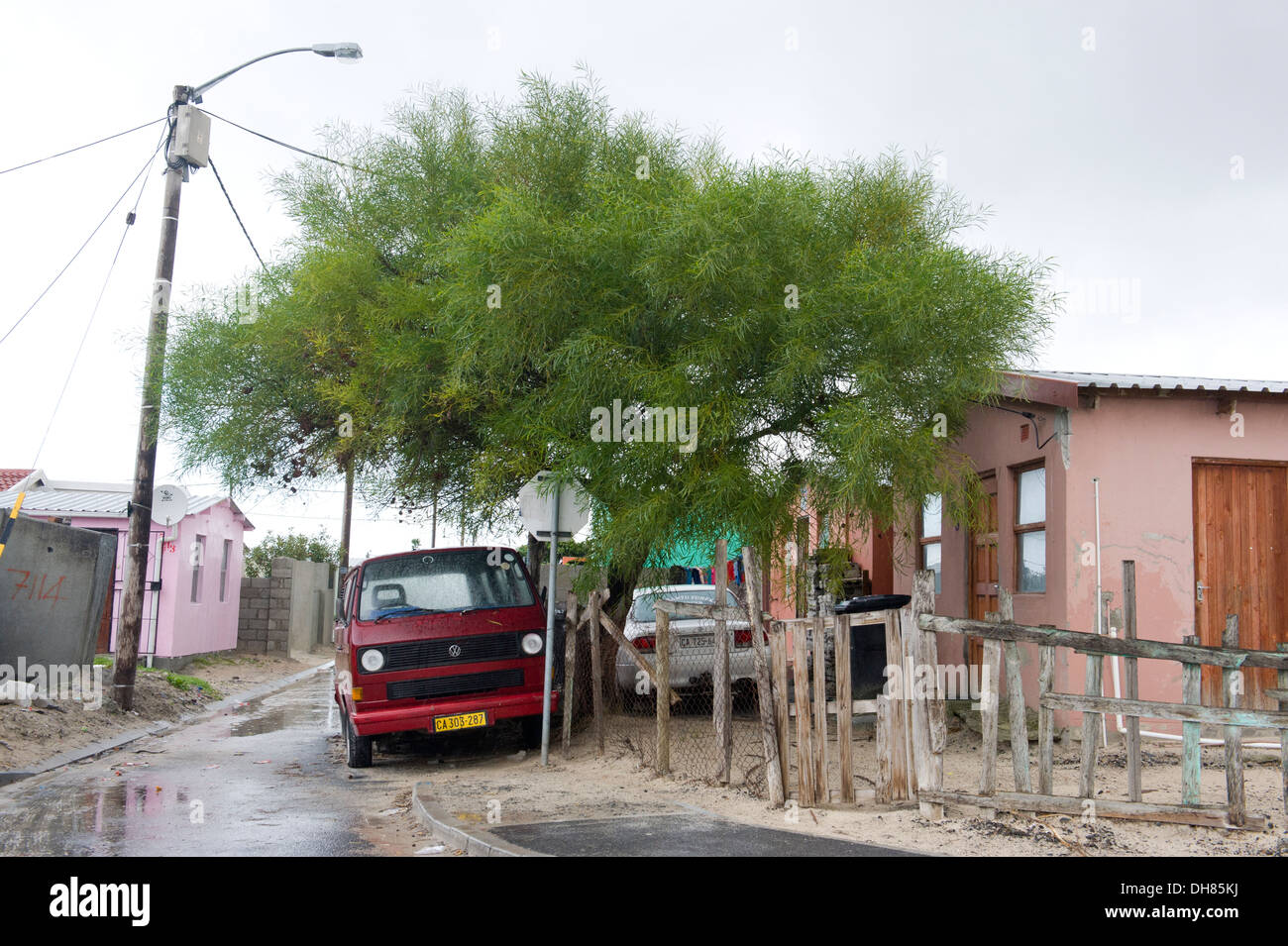 Acacia saligna, a small tree native to Australia, has become an invasive species in Cape Town South Africa Stock Photo