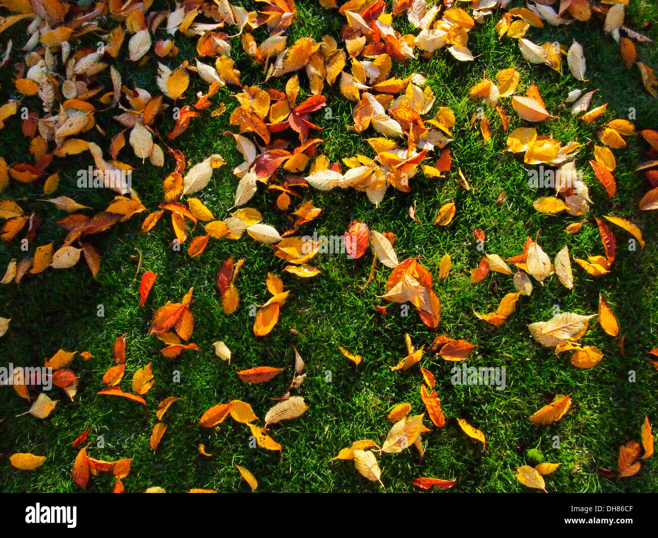 Colorful autumn leaves fallen on the green grass Stock Photo - Alamy