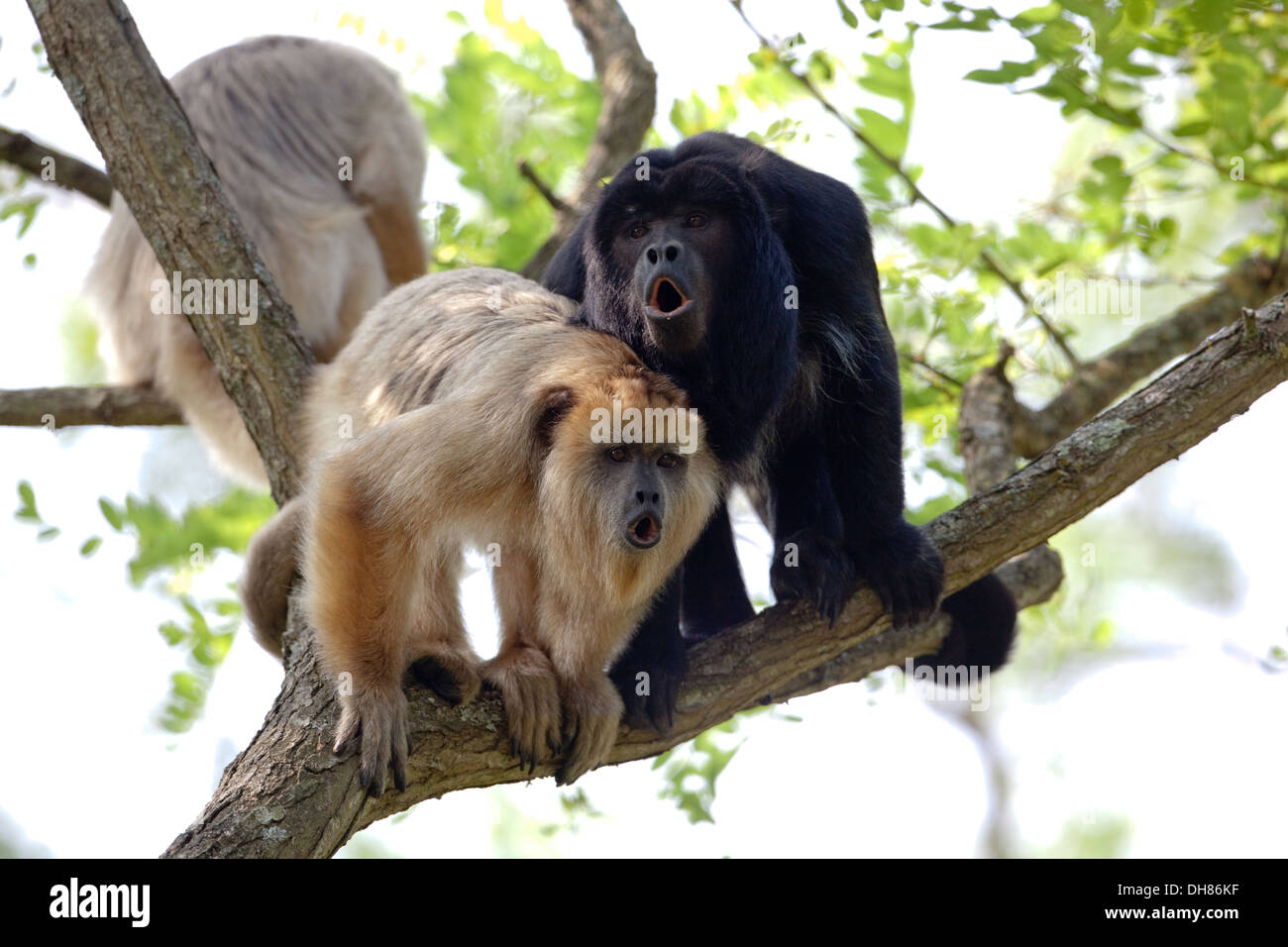 Black and Gold Howler Monkeys (Aloutta curaya). Calling. Female left