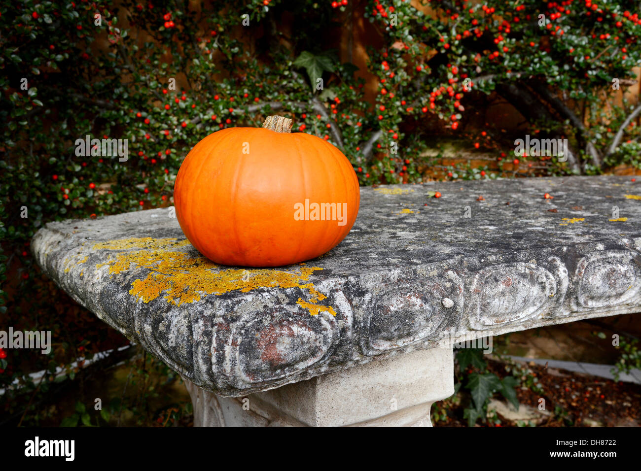 Bright orange gourd on a lichen-covered stone bench with red cotoneaster berries Stock Photo