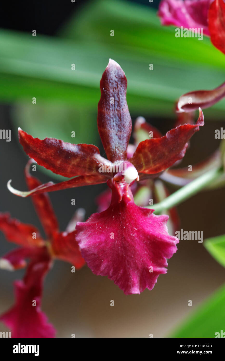 Red Oncidium Psychopsis, Orchid. Stock Photo
