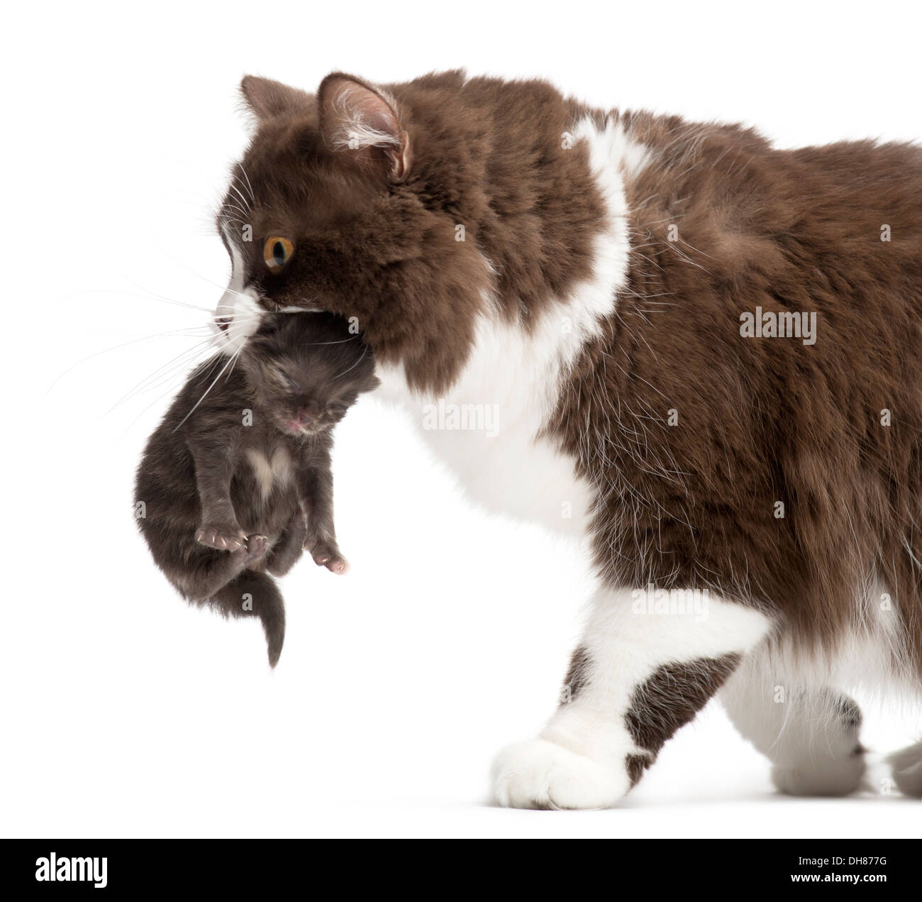 Side view of a British Longhair walking, carrying kitten against white background Stock Photo