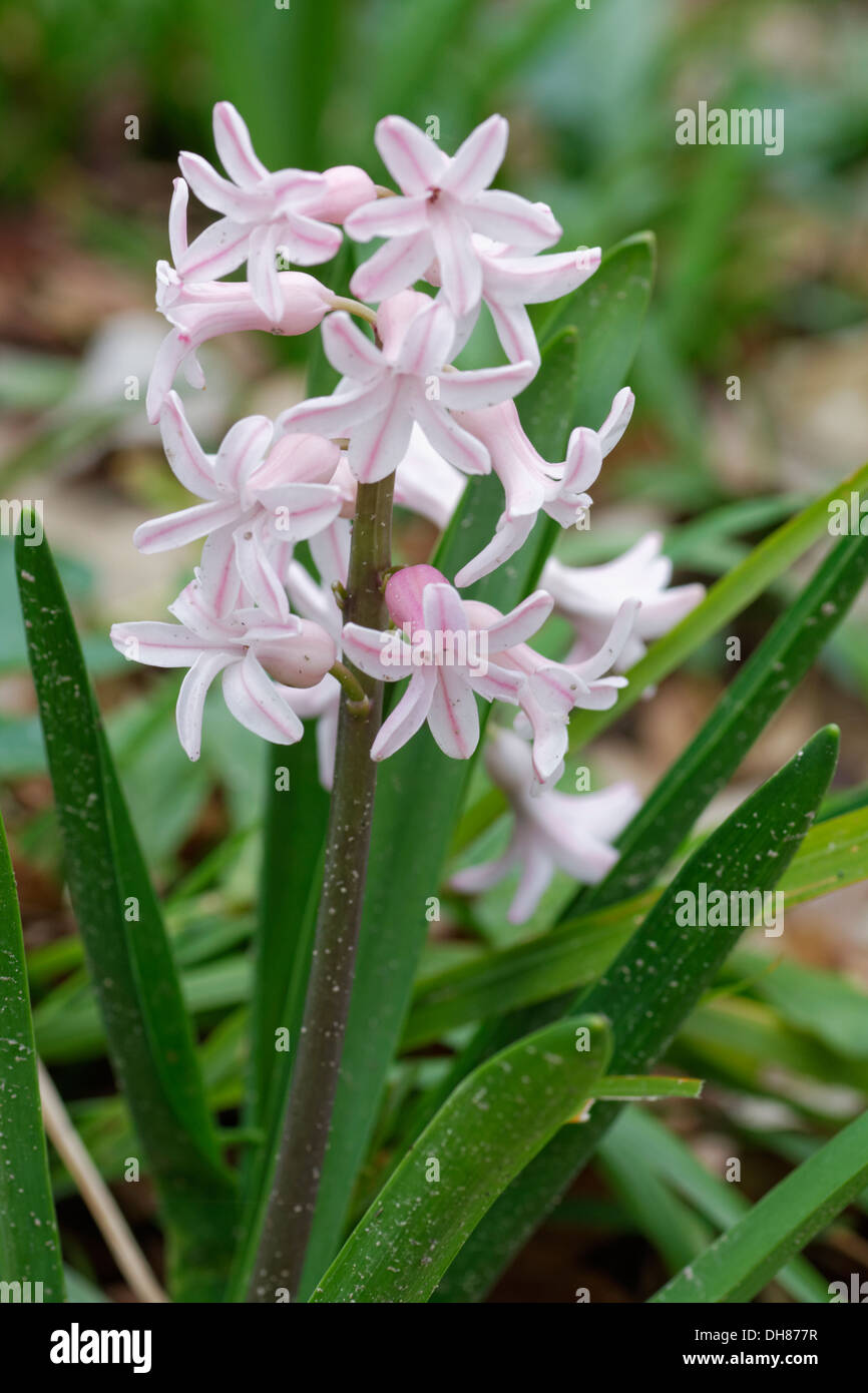Hyacinthus orientalis, 'Fondant' Hyacinth, France Stock Photo