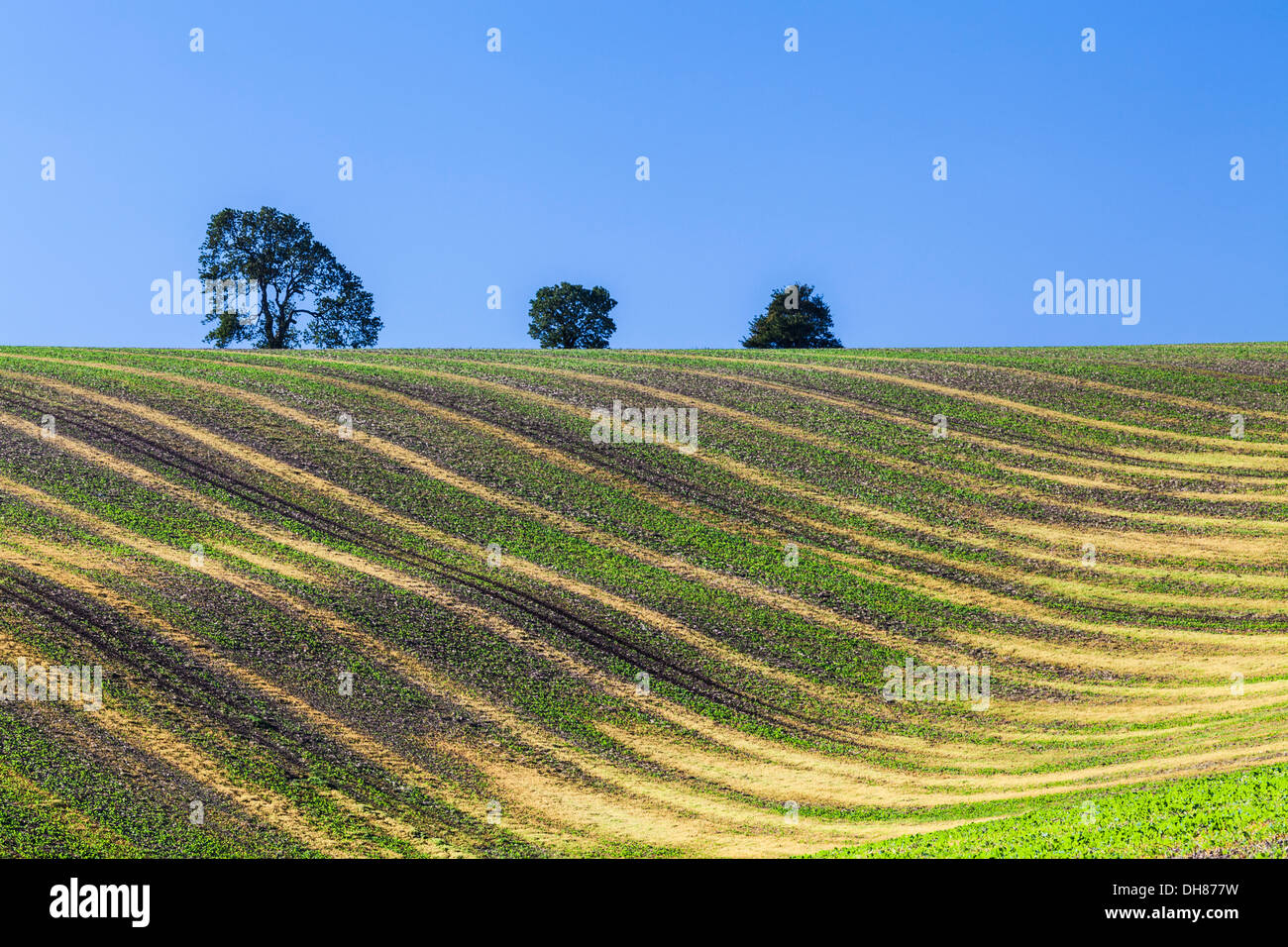 A simple image of undulating patterns created by young crops and furrows in a ploughed field in Wiltshire, UK. Stock Photo