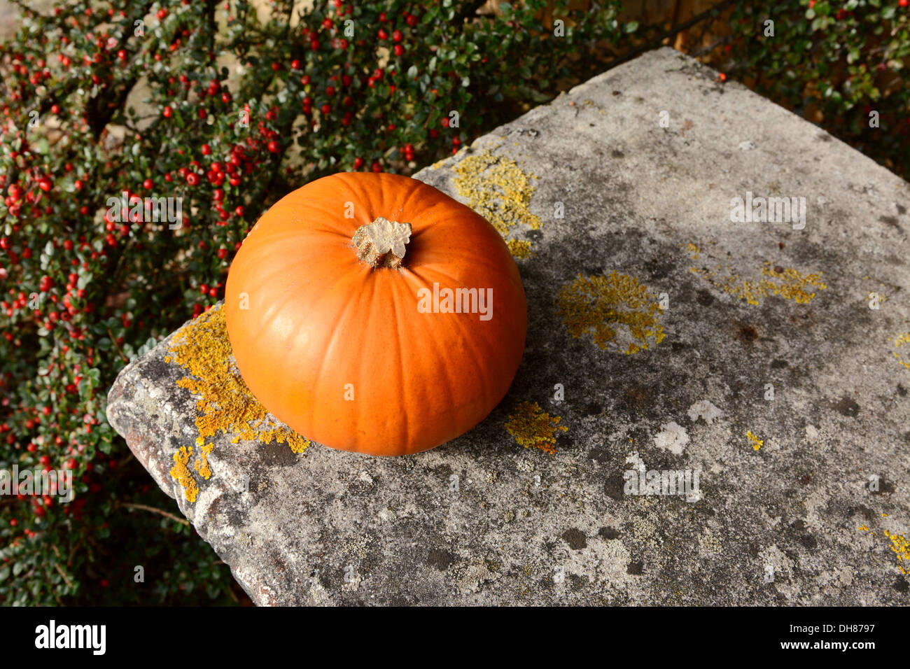 Small orange pumpkin on a stone bench with background of red cotoneaster berries Stock Photo