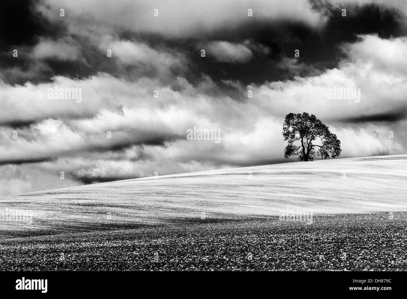 A simple monochrome image of a tree atop a ploughed chalk field with a dramatic cloudy sky. Stock Photo