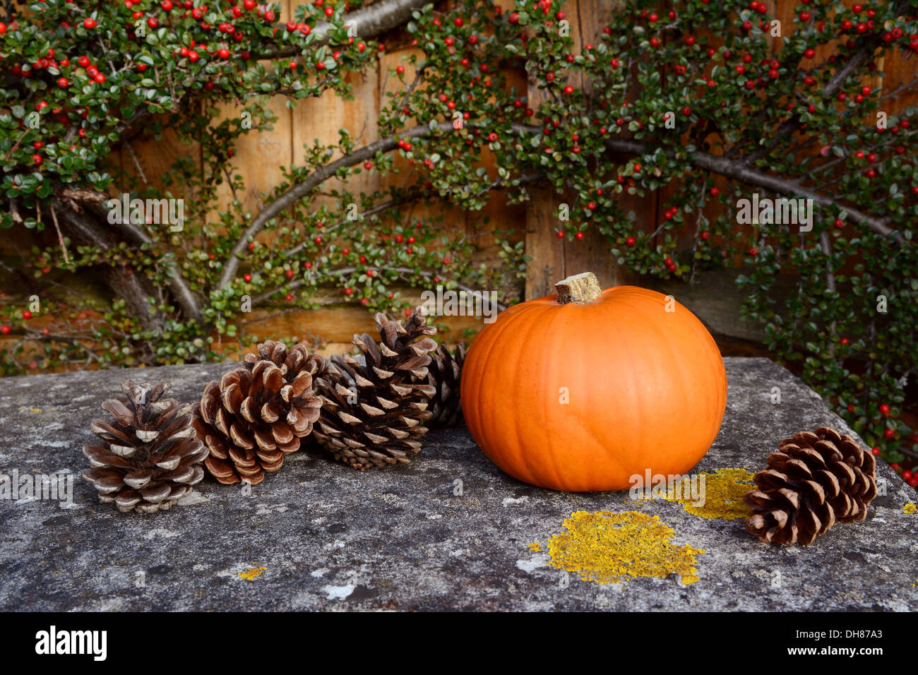 Small pumpkin and fir cones on a stone bench with background of red cotoneaster berries Stock Photo