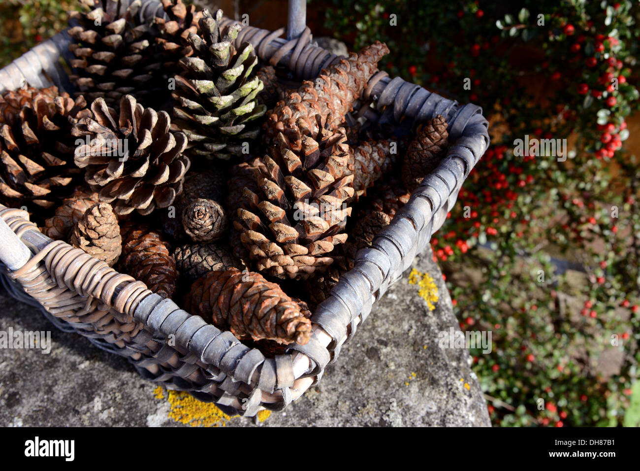Closeup of basket of pine cones on a stone bench with red cotoneaster berries behind Stock Photo