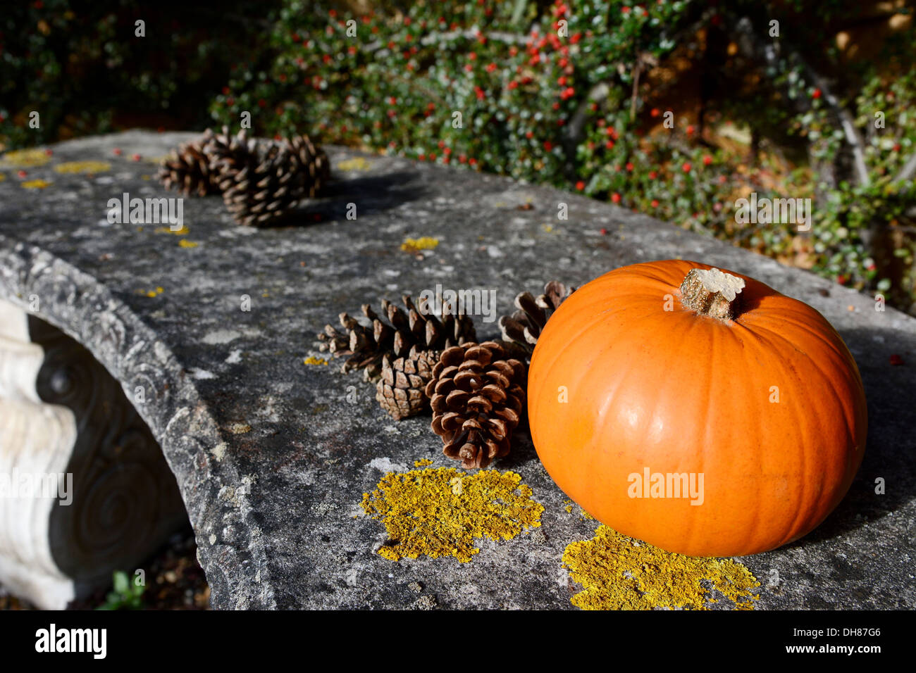 Small ripe pumpkin and fir cones on a stone bench with selective focus Stock Photo
