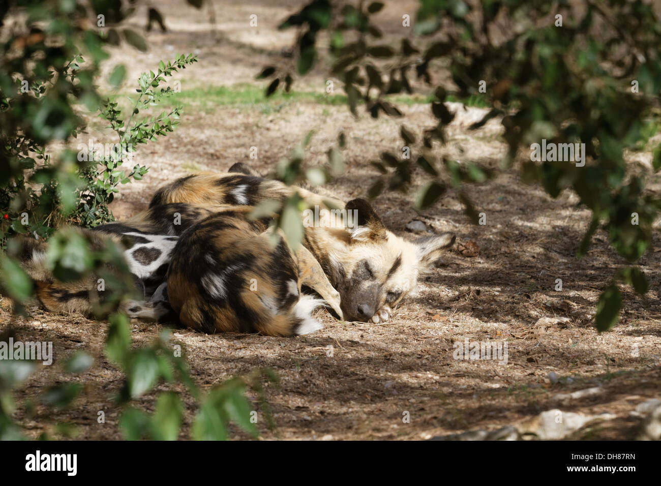 Lycaon pictus, African Hunting Dog, Zoo Montpellier Stock Photo