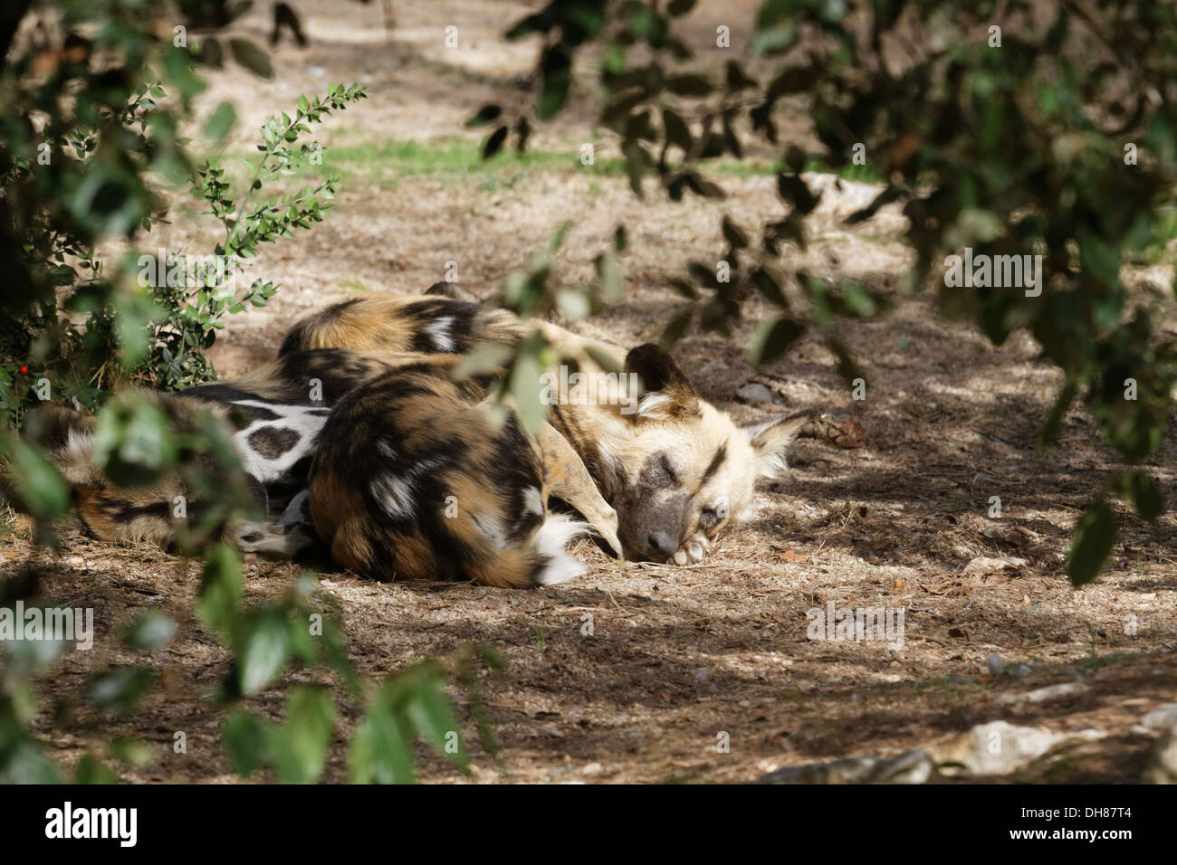 Lycaon pictus, African Hunting Dog, Zoo Montpellier Stock Photo