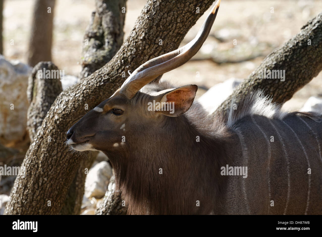 Nyala, Tragelaphus angasii Stock Photo Alamy