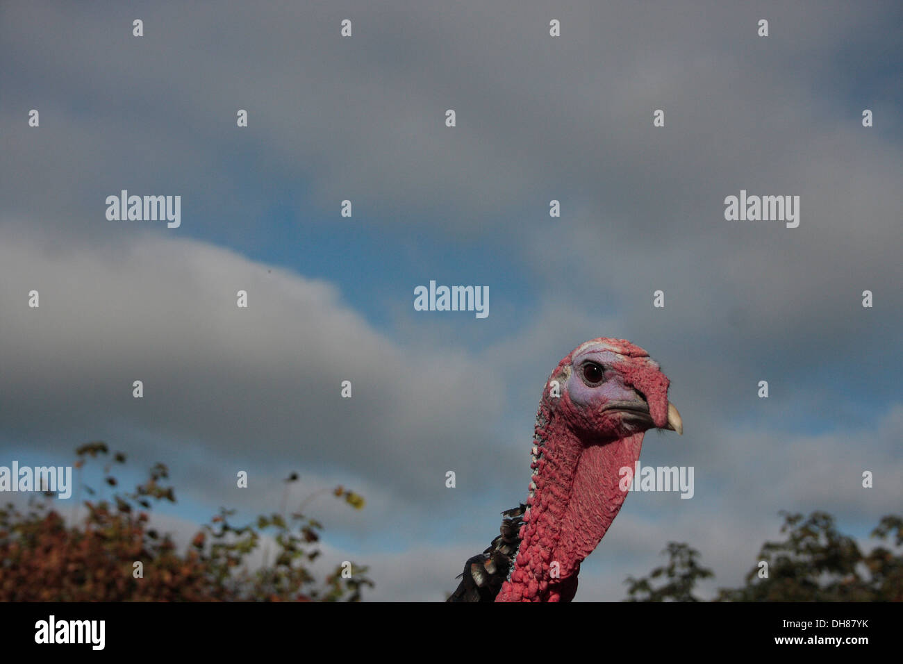 Bronze Turkey male Stock Photo Alamy