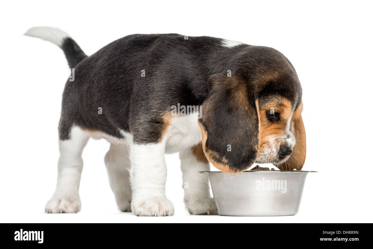 Side view of a Beagle puppy sniffing food in a bowl against white background Stock Photo