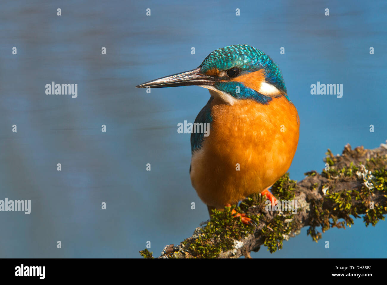Kingfisher (Alcedo atthis), Tratzberg landscape conservation area, Stans, Tyrol, Austria Stock Photo