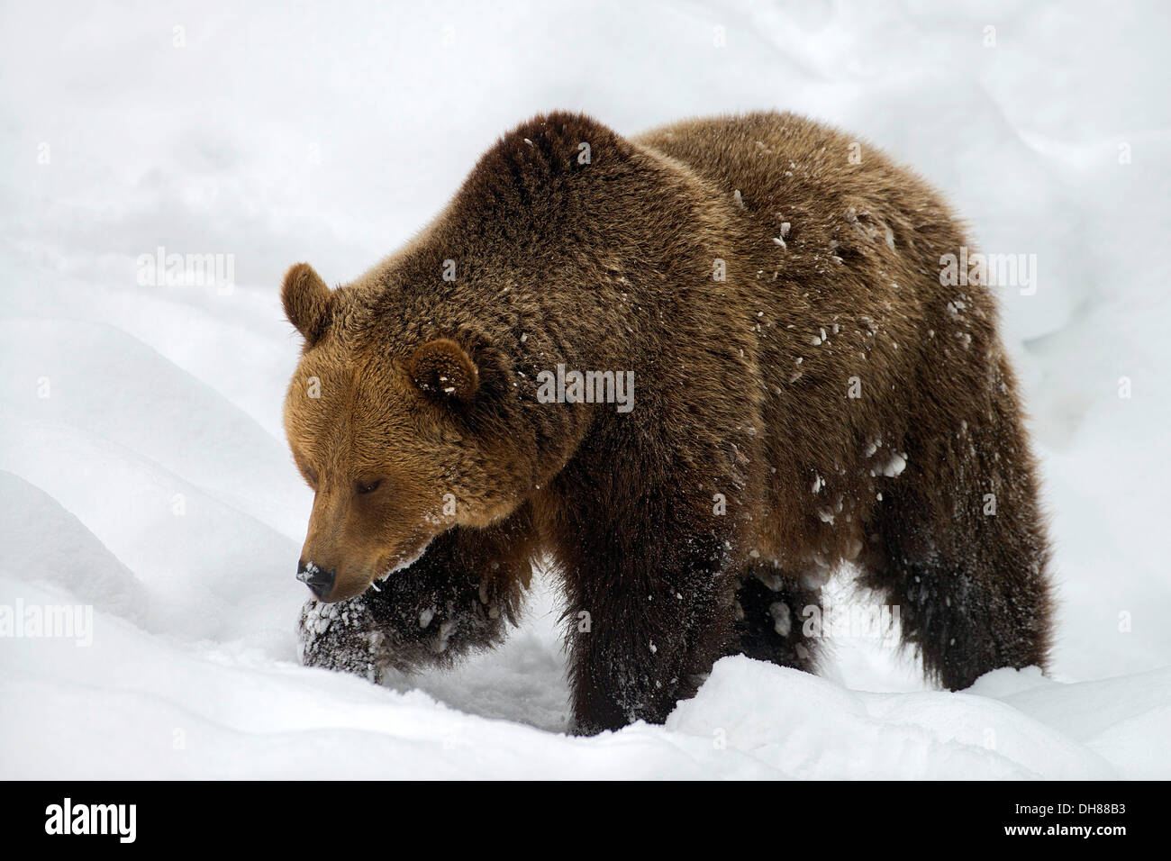 Brown Bear (Ursus arctos) in the snow, outdoor animal enclosure, Nationalpark Bayerischer Wald, Bavaria, Germany Stock Photo