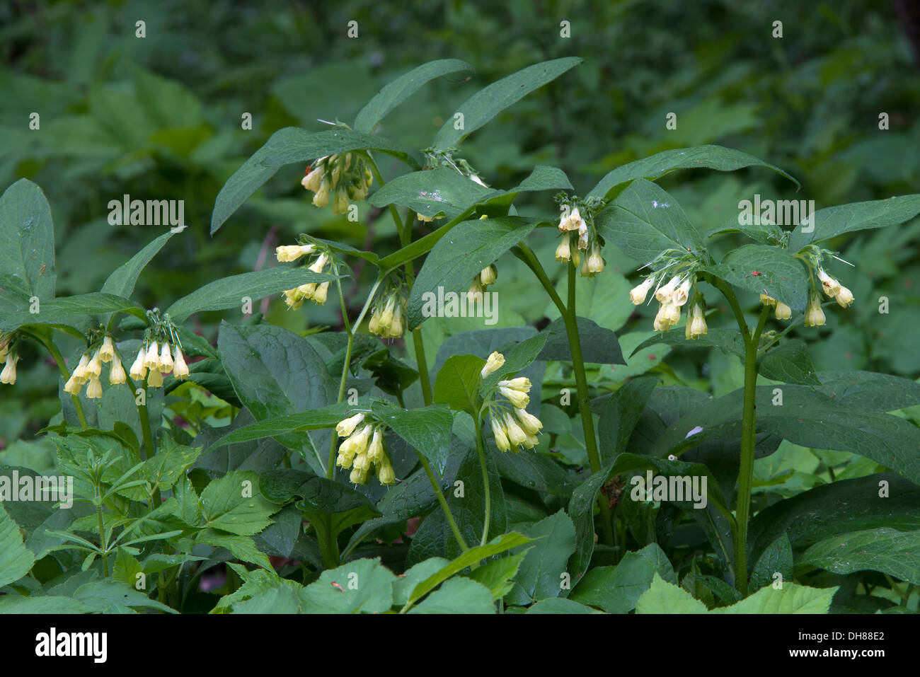 Tuberous Comfrey (Symphytum tuberosum), Pinkafeld, Burgenland, Austria Stock Photo
