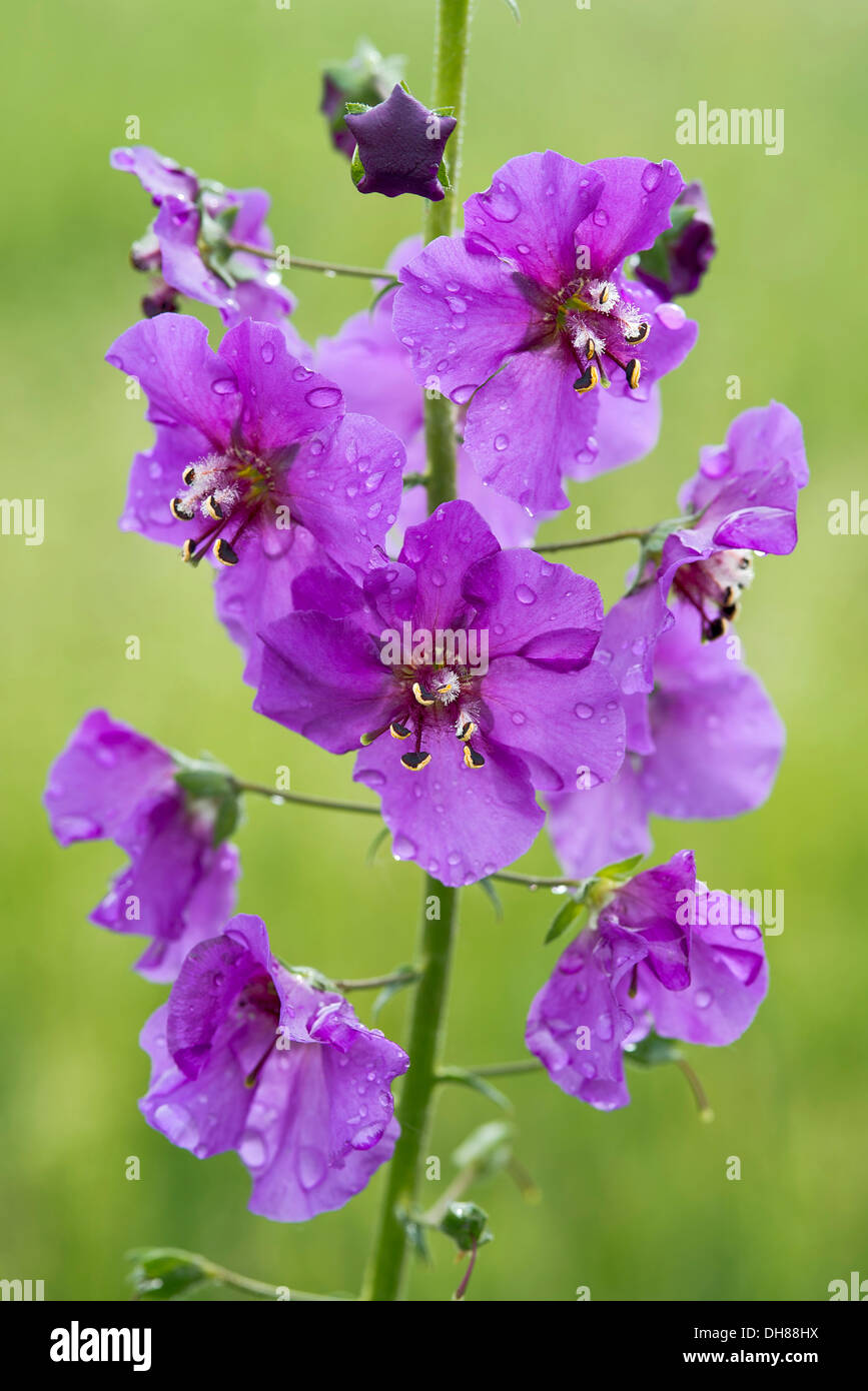 Purple Mullein (Verbascum phoeniceum), Seewinkel, Burgenland, Austria Stock Photo