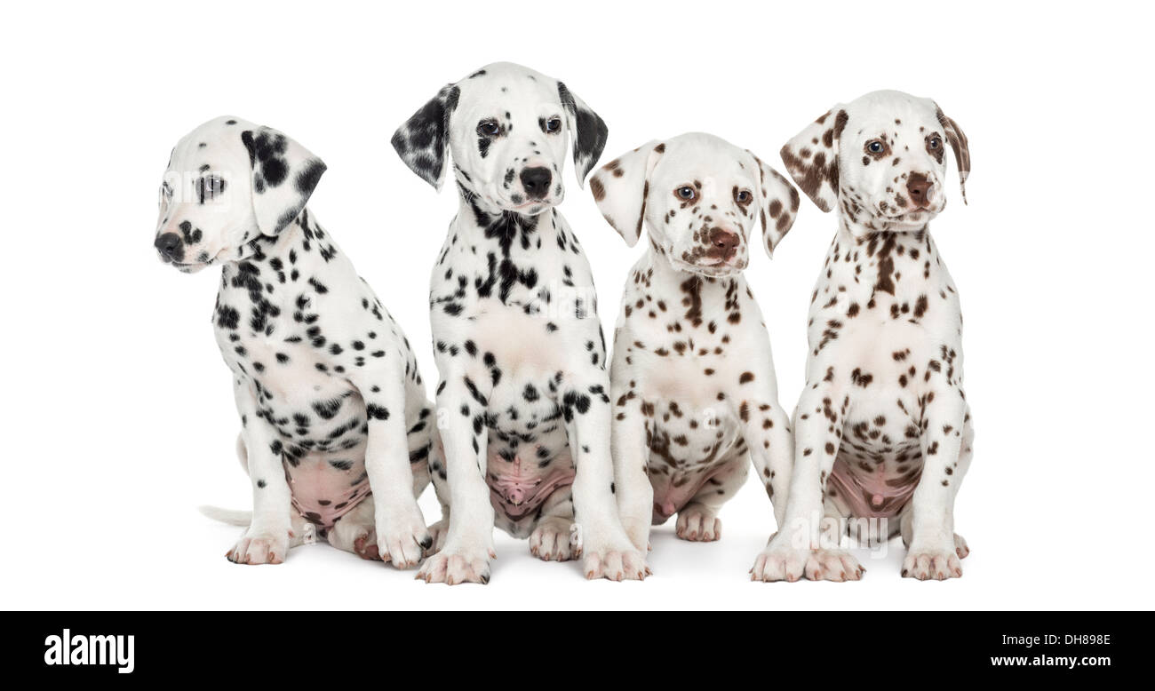 Group of Dalmatian puppies sitting against white background Stock Photo
