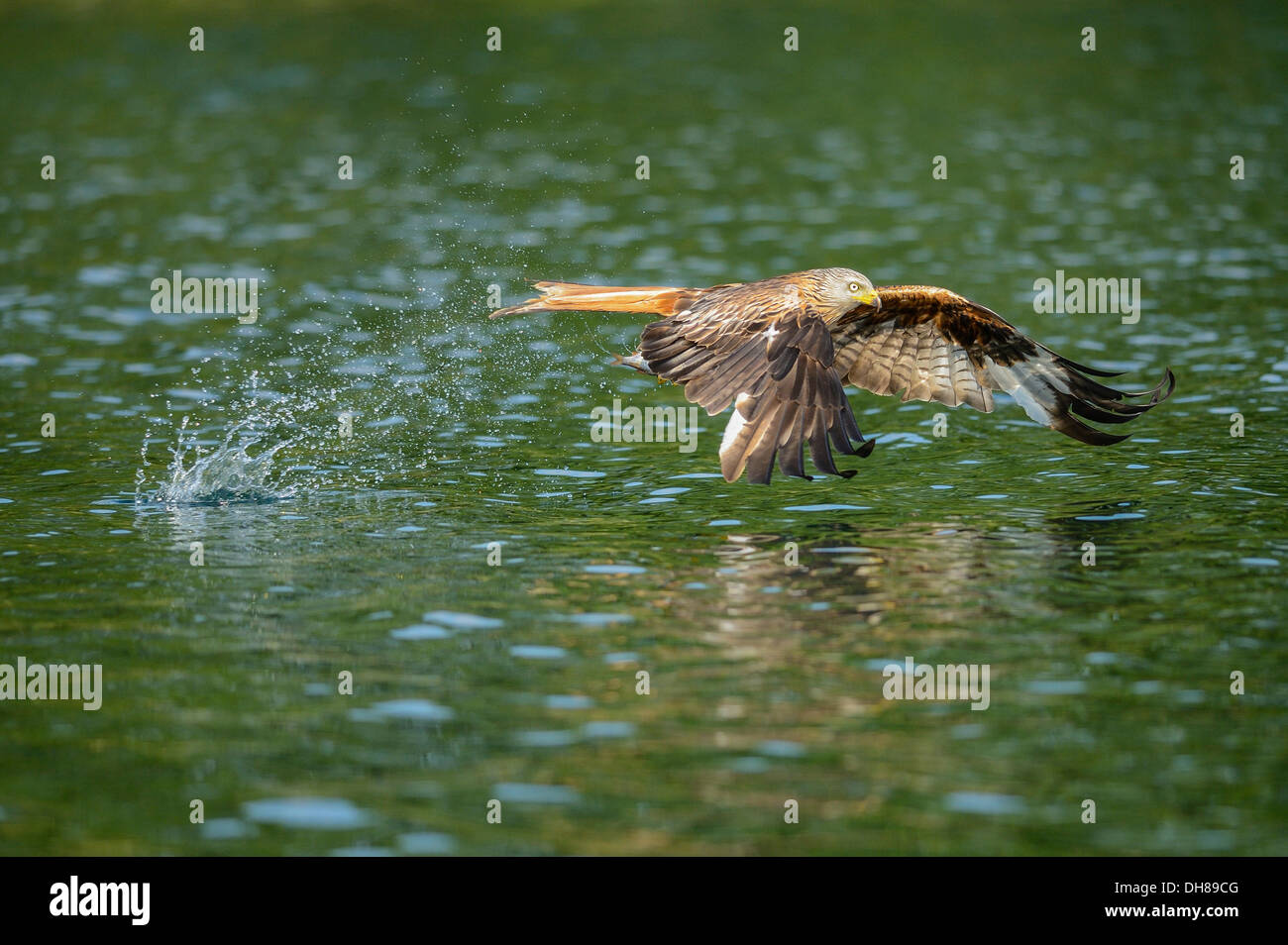 Red Kite (Milvus milvus) has caught a fish, in flight, Feldberg Lake District, Mecklenburgische Seenplatte Stock Photo