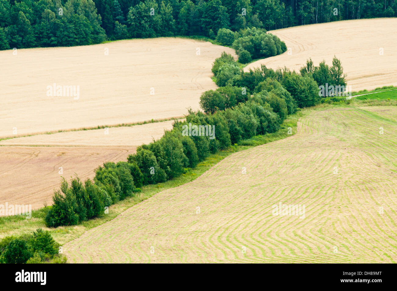 row of green trees across farm field Stock Photo - Alamy