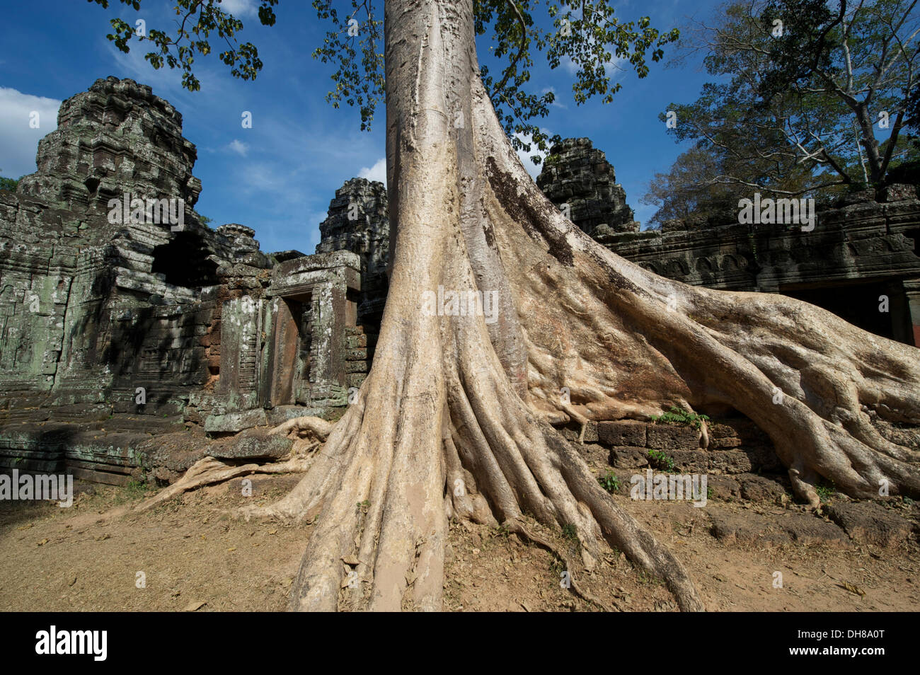 Trees overgrowing the temple complex of Banteay Kdei, Banteay Kdei, Siem Reap, Siem Reap Province, Cambodia Stock Photo