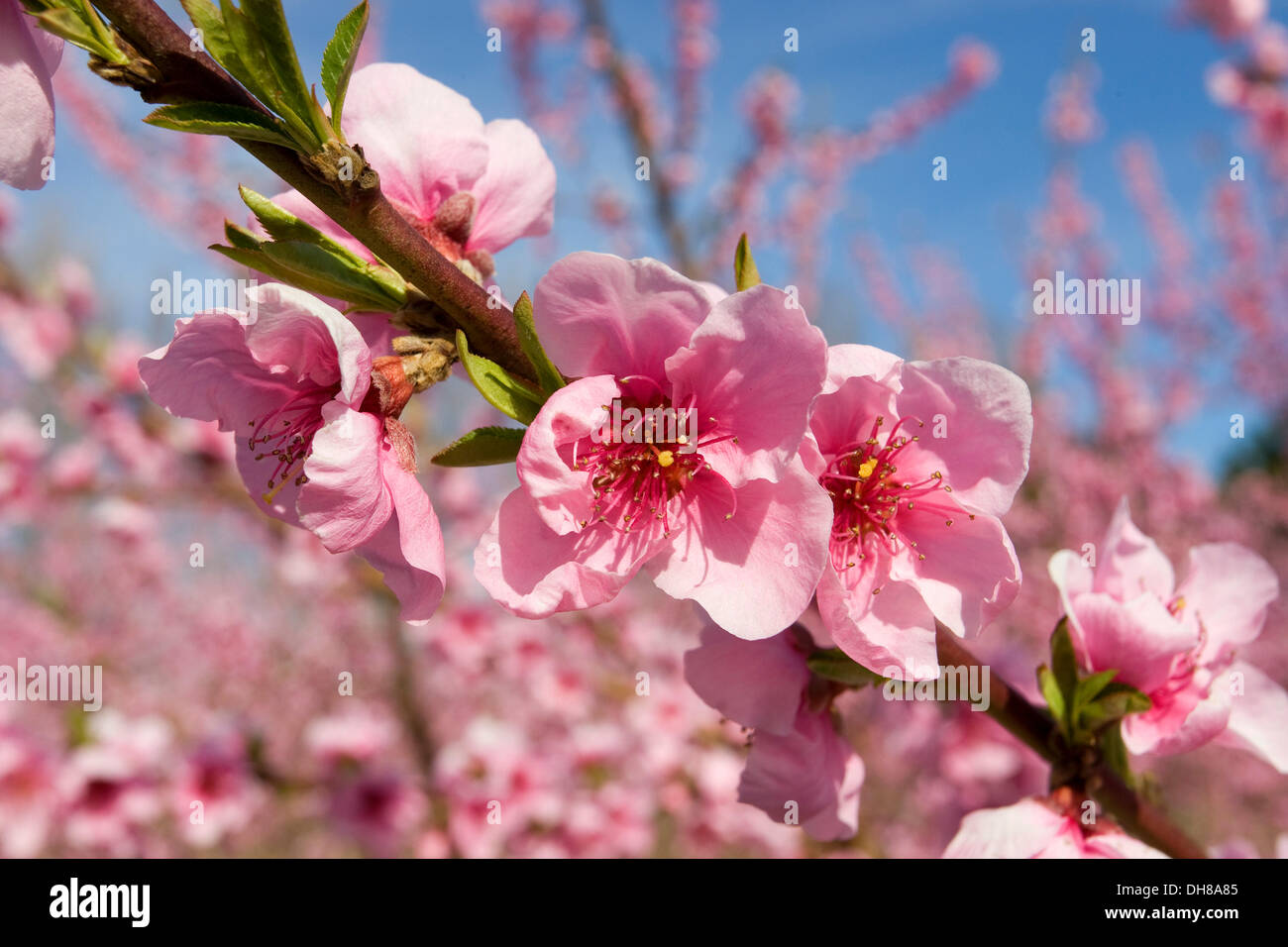 Almond tree (Prunus dulcis) in bloom, Camargue, southern France, Europe Stock Photo