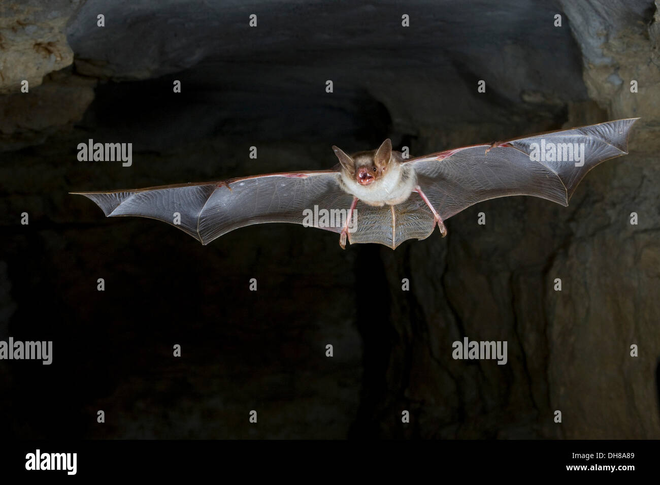 Greater mouse-eared bat (Myotis myotis) in flight in a cave, Thuringia Stock Photo