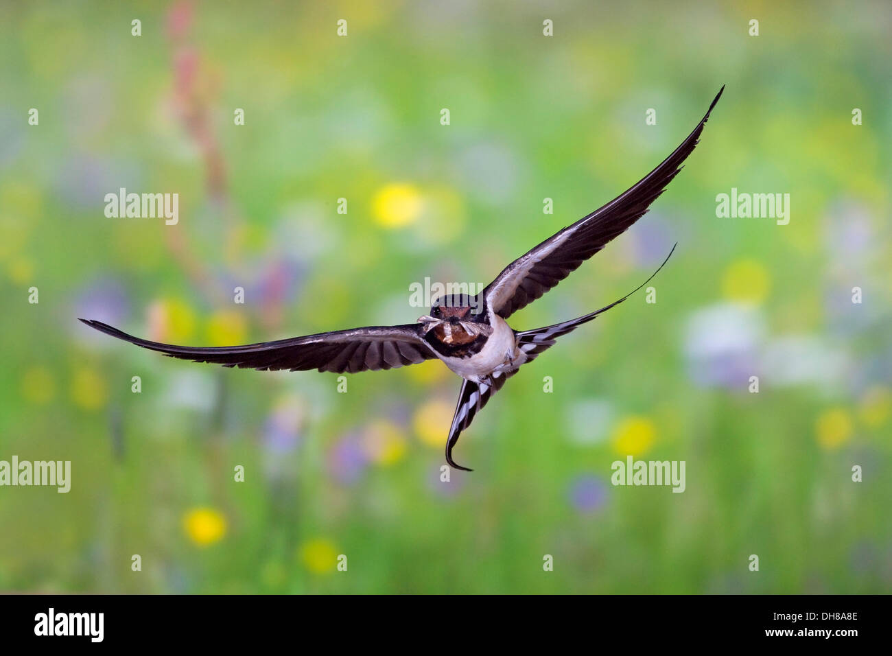 Barn swallow (Hirundo rustica) in flight with prey, Thuringia Stock Photo