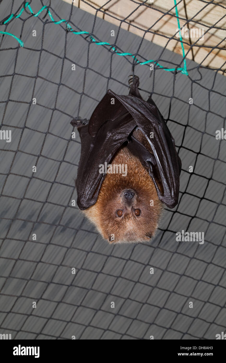 Rodrigues Flying Fox (Pteropus rodricensis). Critically Endangered. Confined to Rodrigues Island, SW Indian Ocean . Stock Photo