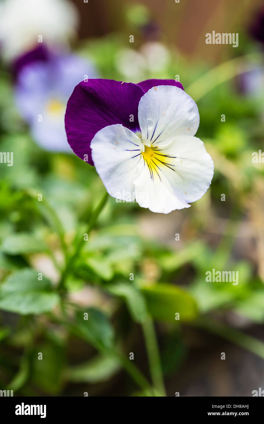 Viola cultivar. Single flower with white and purple petals covered in tiny insects. Stock Photo
