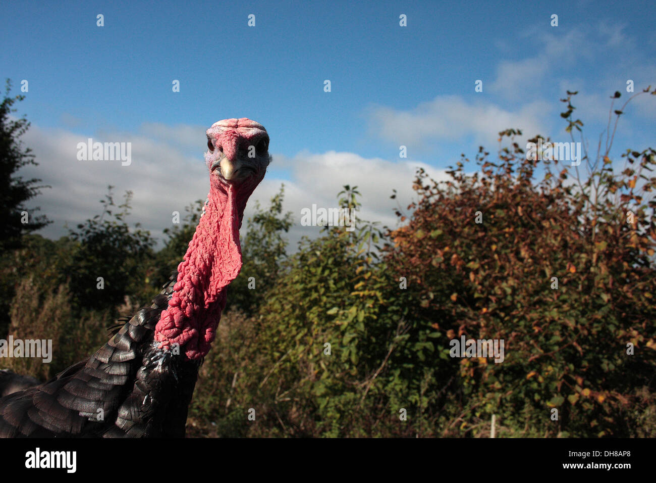 Bronze Turkey male Stock Photo Alamy