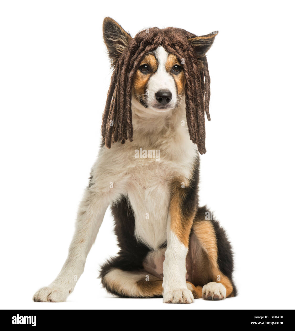 Border collie sitting with a rasta wig against white background Stock Photo