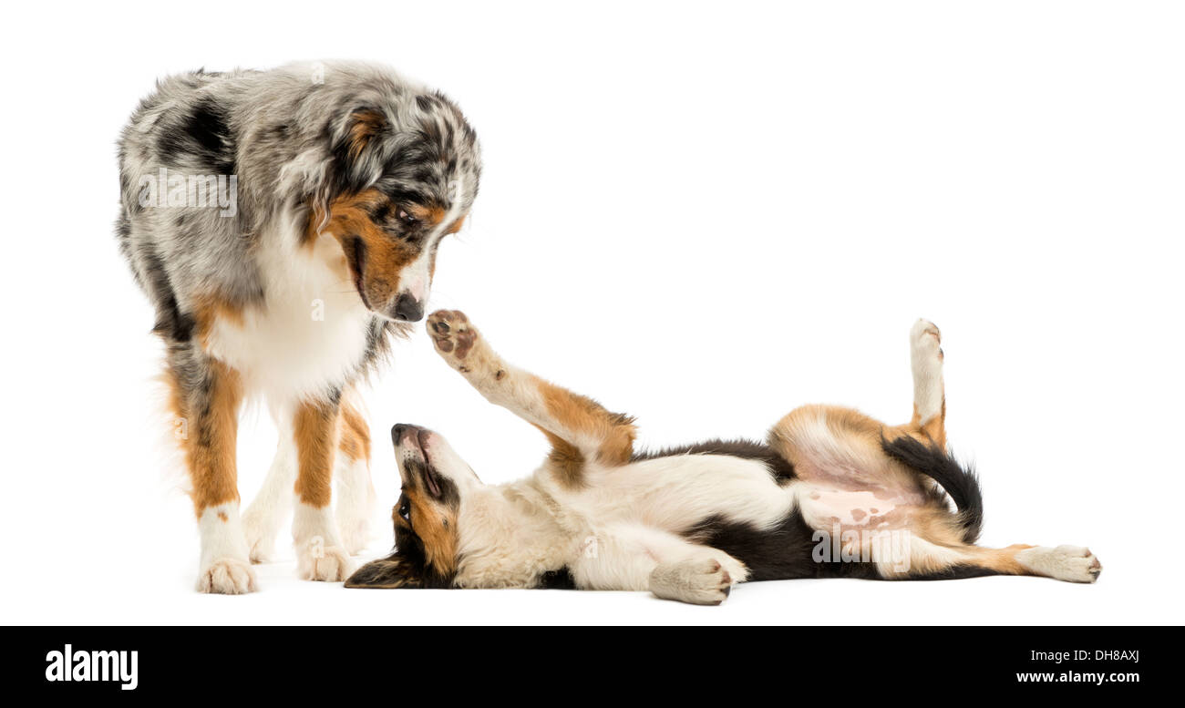 Border collie and Australian Shepherd playing together against white background Stock Photo