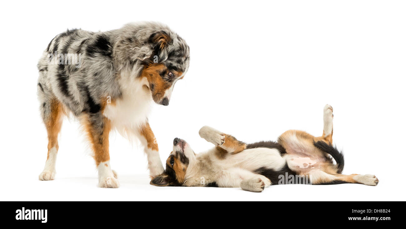 Border collie and Australian Shepherd playing together against white background Stock Photo