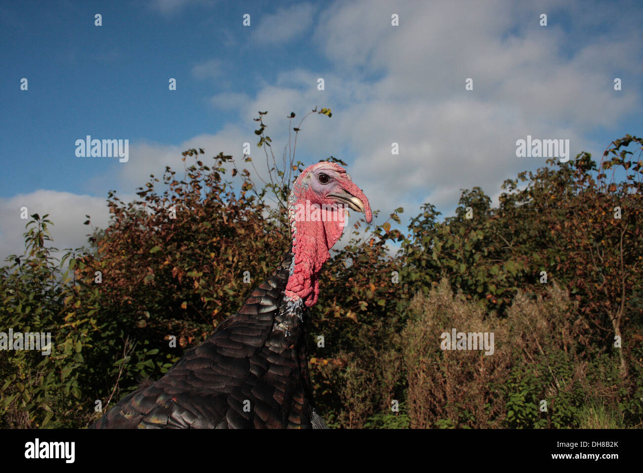 Bronze Turkey male Stock Photo Alamy