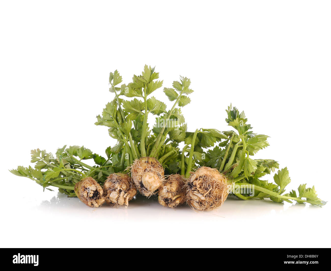 Bundles of fresh cultivated celery shot on white Stock Photo