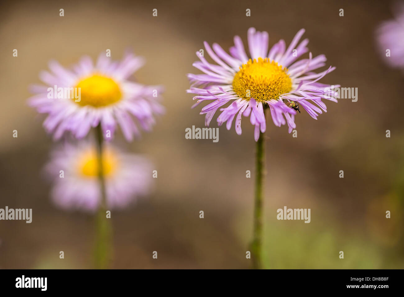 Fleabane, Aspen fleabane, Erigeron speciosus. Daisy like flowers with narrow, pink petals surrounding yellow centres. Stock Photo