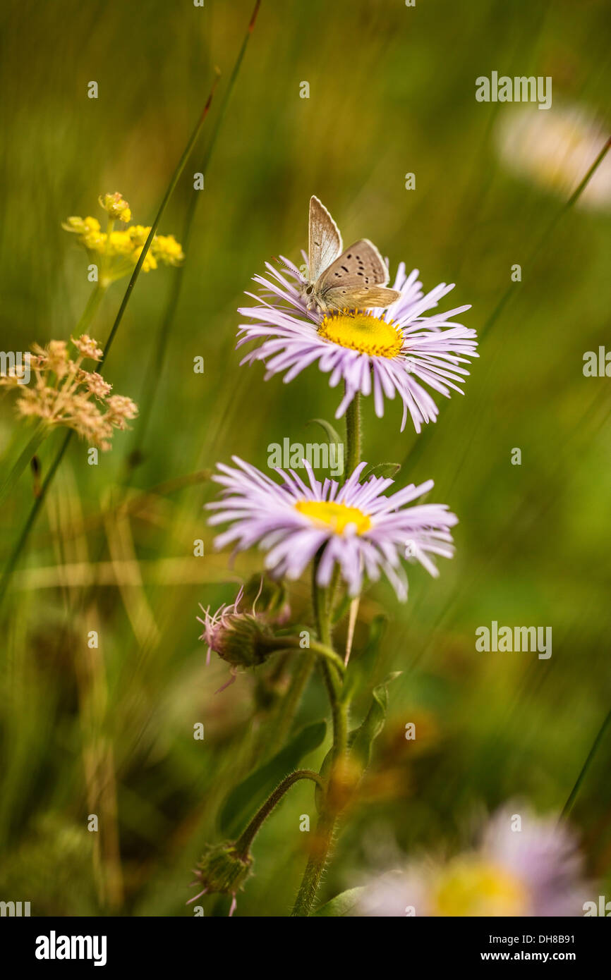 Fleabane Aspen fleabane Erigeron speciosus. Butterfly on daisy like flowers with narrow pale pink petals surrounding yellow Stock Photo