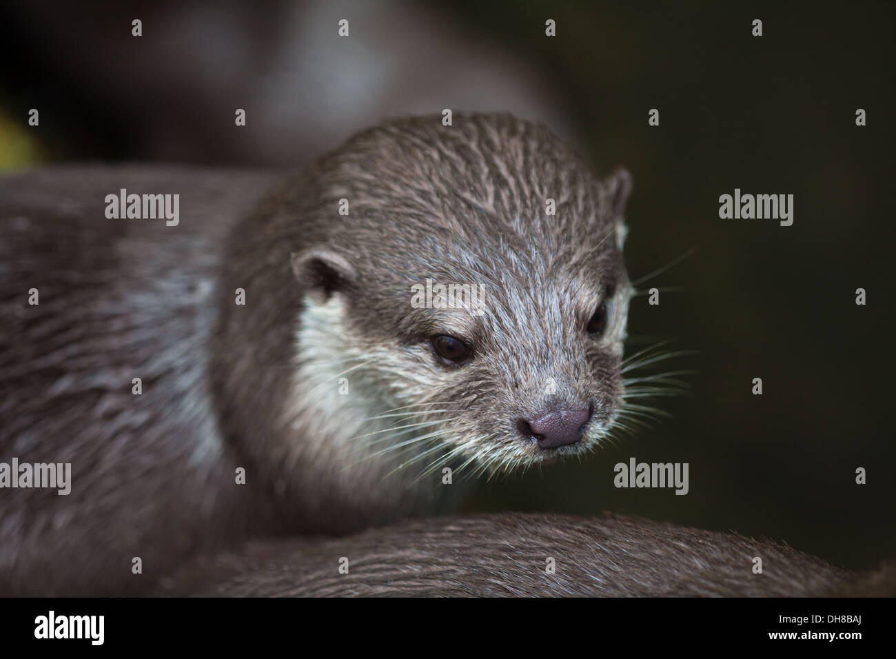 Asian Small-clawed Otter (Aonyx cinerea). Portrait. Smallest species of otter. Stock Photo