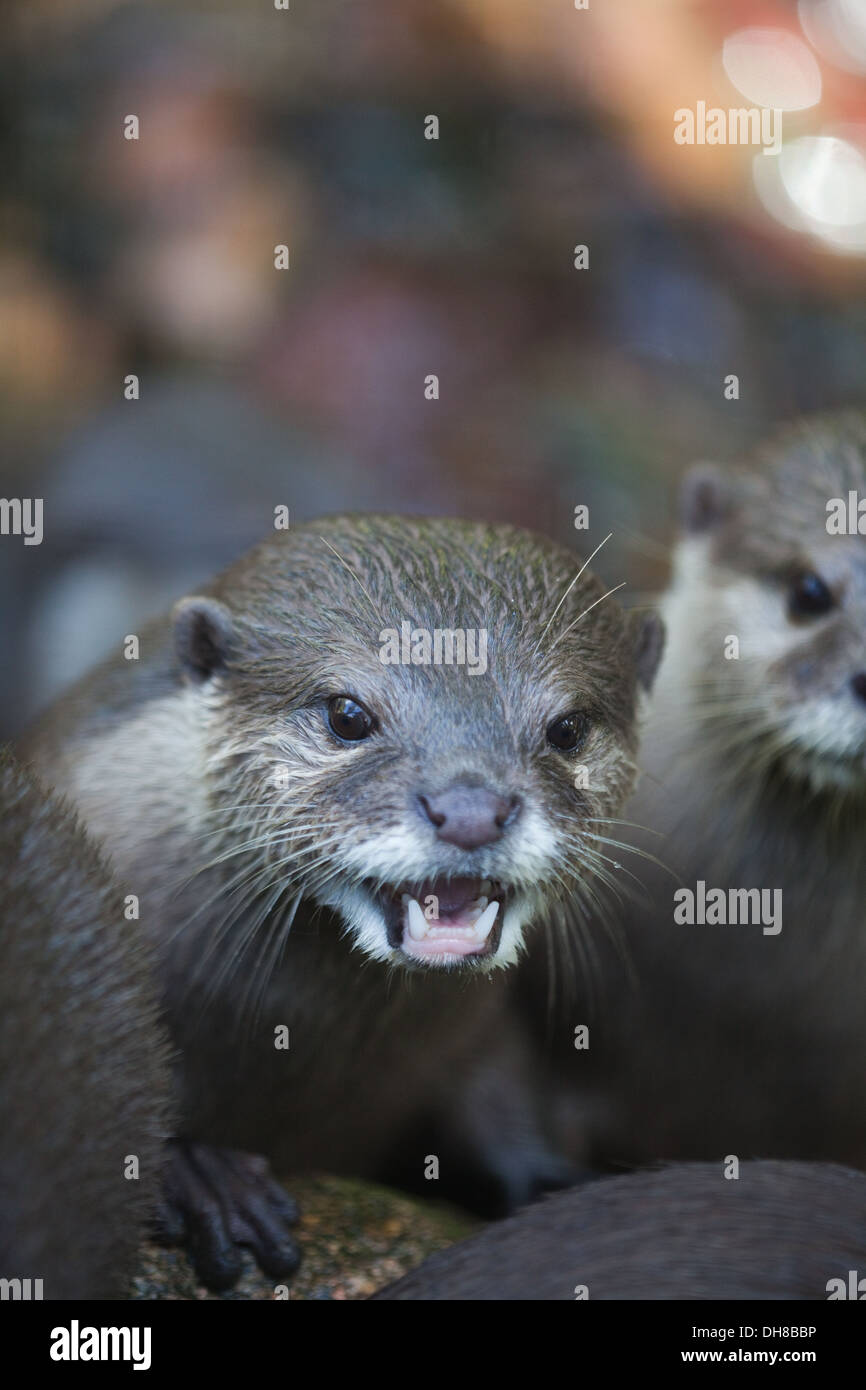 Asian Small-clawed Otter (Aonyx cinerea). Portrait. Calling or whistling. Stock Photo