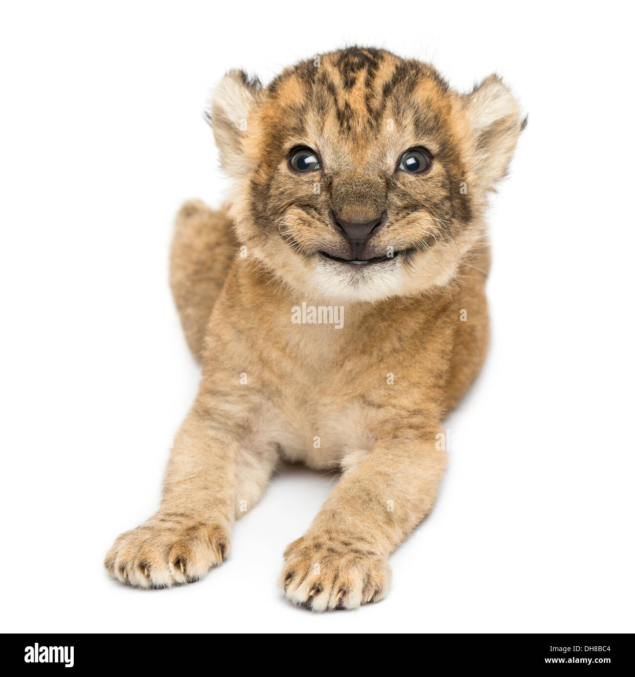 Happy lion cub hi-res stock photography and images - Alamy