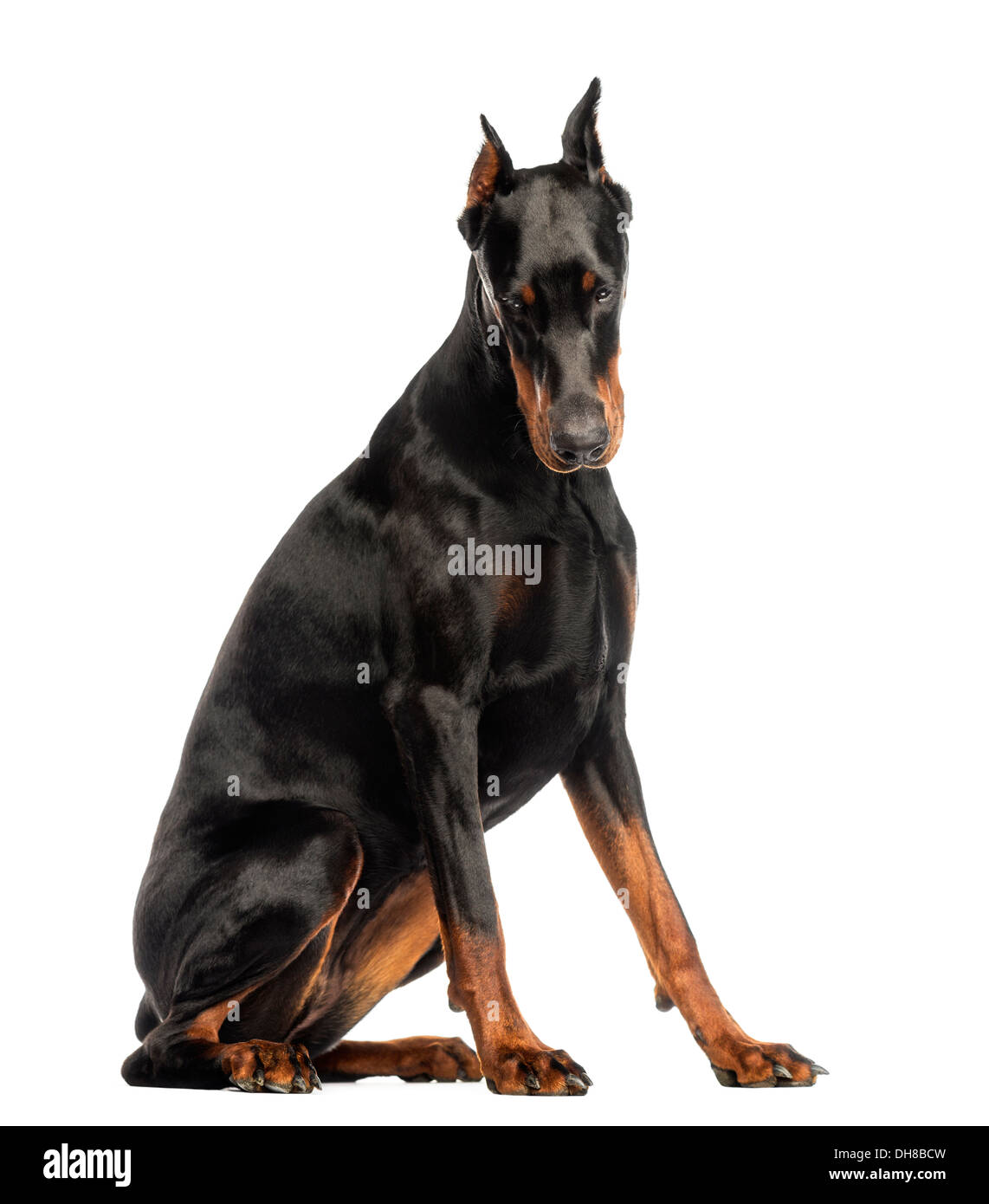 Doberman Pinscher sitting, looking down against white background Stock Photo