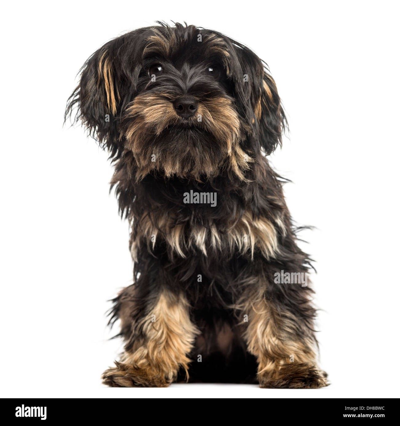 Black hair yorkie top