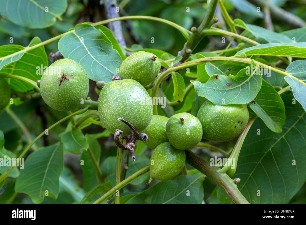 The English walnut tree and fruit, Juglans regia, found here in a Sussex, graveyard, UK. Stock Photo